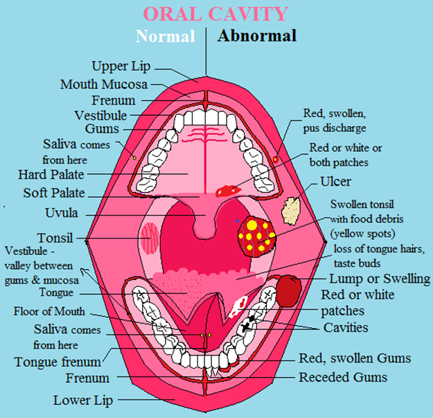 Anatomy of Teeth and Mouth