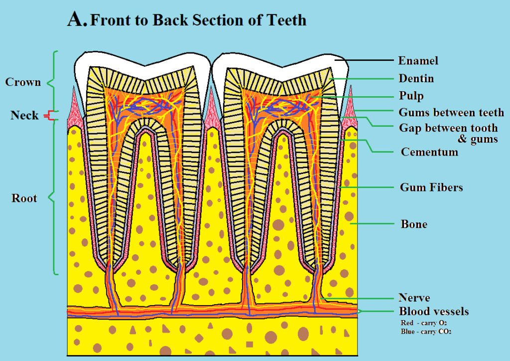 Anatomy of Teeth and Mouth