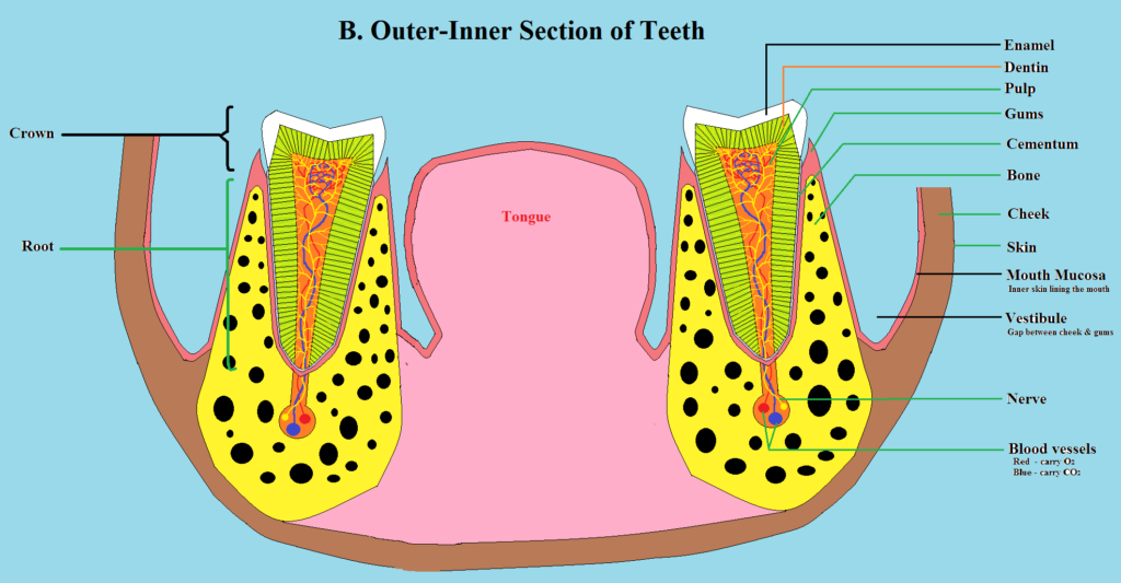 Anatomy of Teeth and Gums