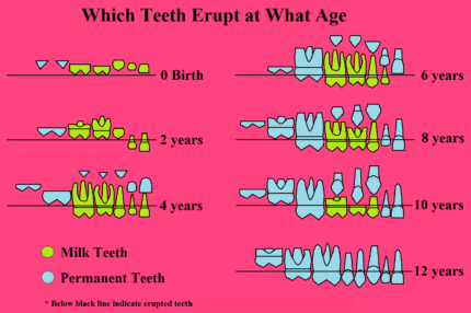 Teeth Eruption: A Parent’s Guide - Gateway of Health